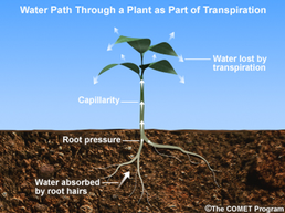 Validation of a spatial-temporal soil water movement and plant water ...